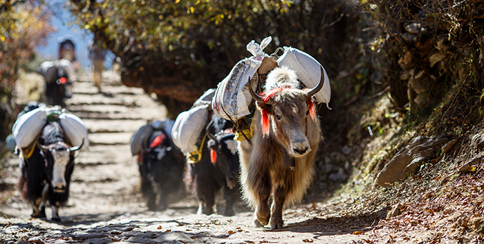Yak